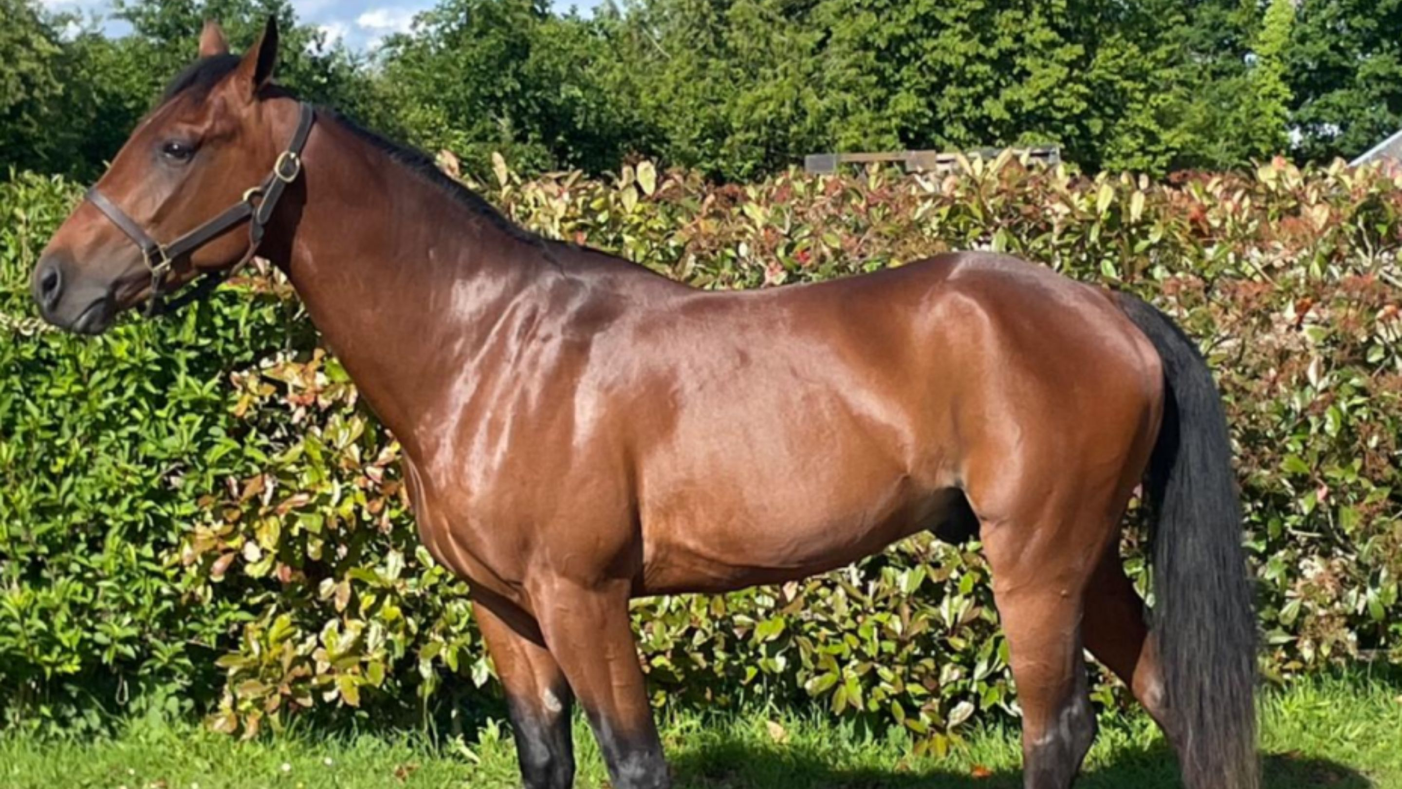 Nashaab - © Arqana Trot