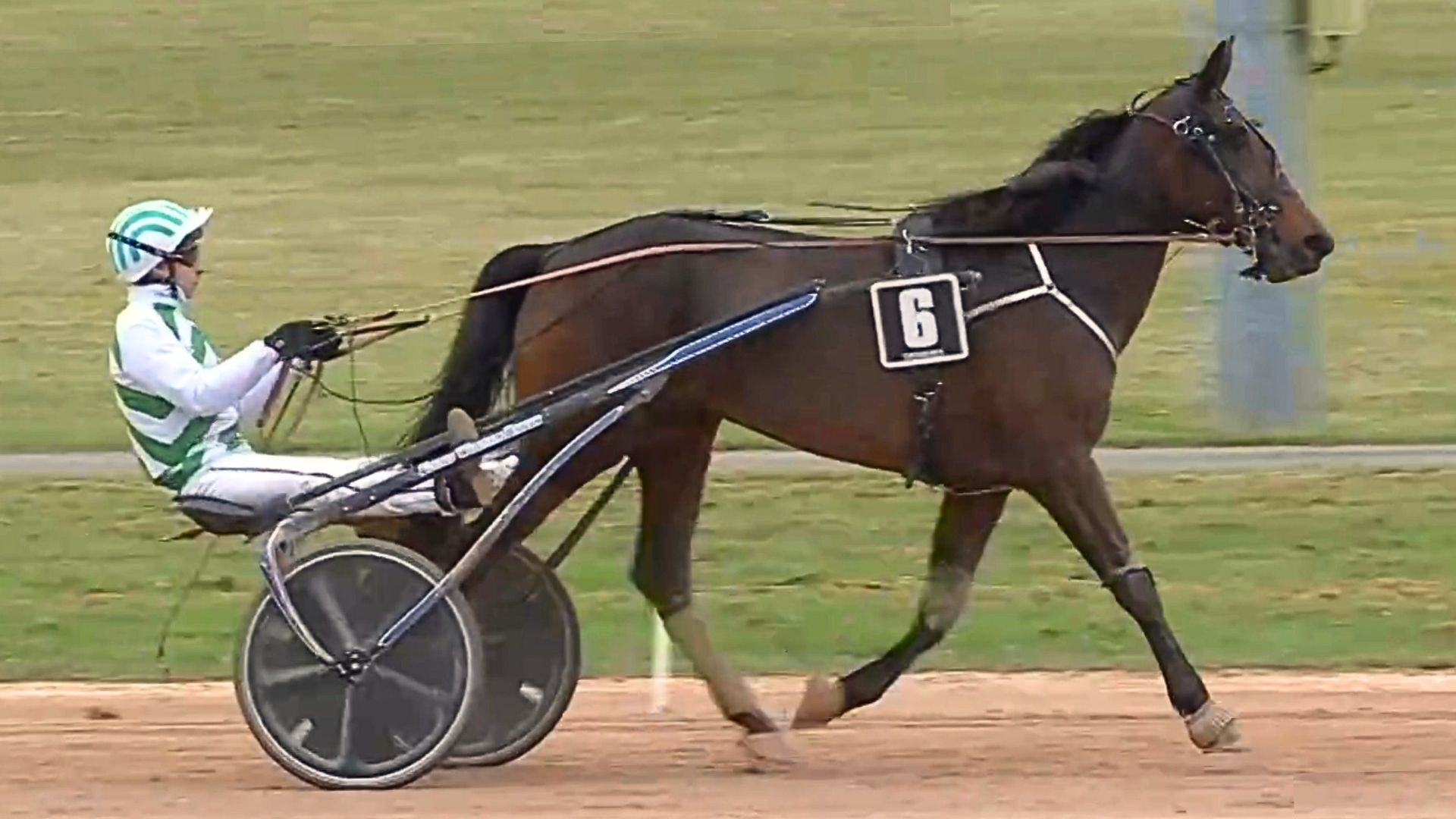 Néfertiti après son succès du jour - © Equidia