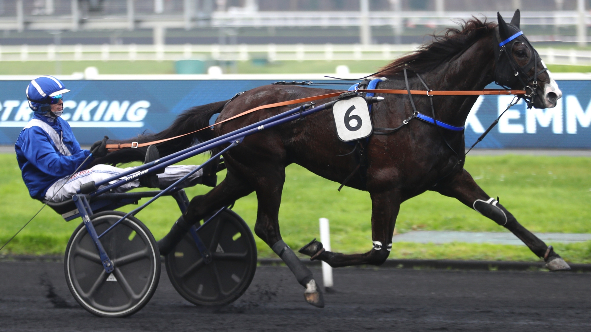 Nob Hill, engagé dans le Prix Comte Pierre de Montesson - © Aprh