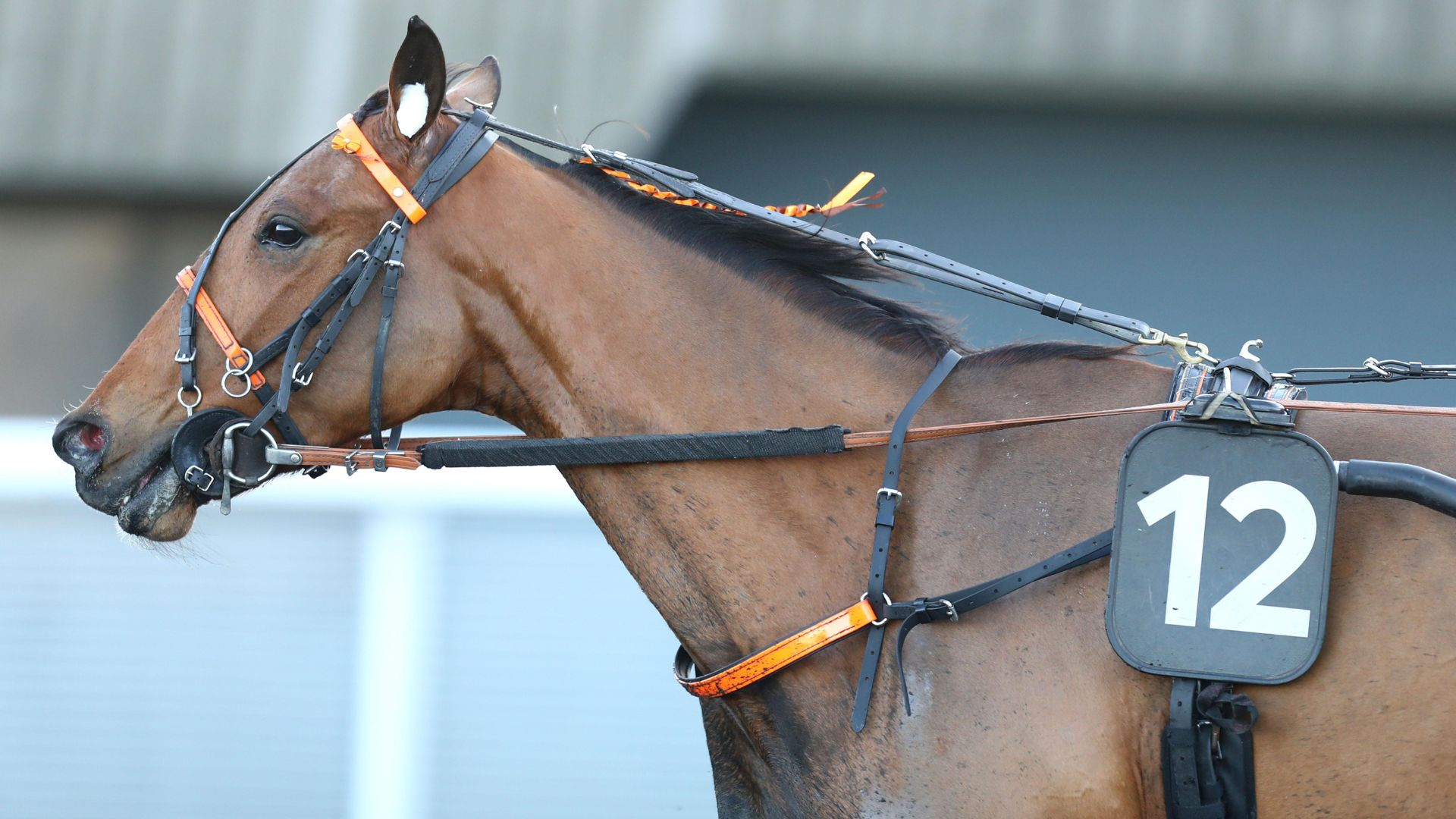 Nocive du Choquel - ©Scoopdyga