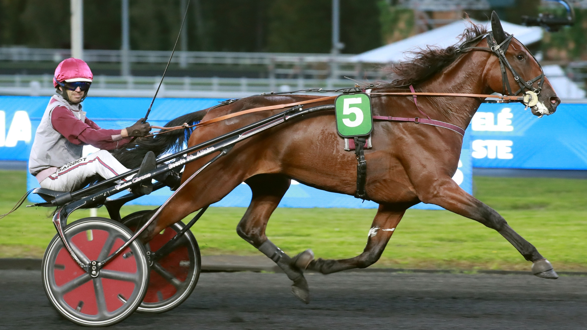 Nouba du Bas Bosq a intégré la vente du vendredi 23 janvier - © ScoopDyga
