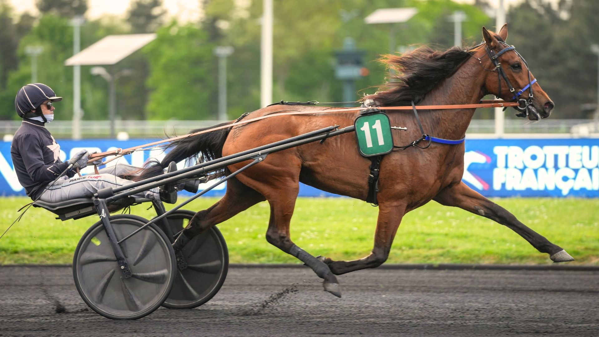 Nymphe d'Elle débutera au monté samedi à Caen - © ScoopDyga