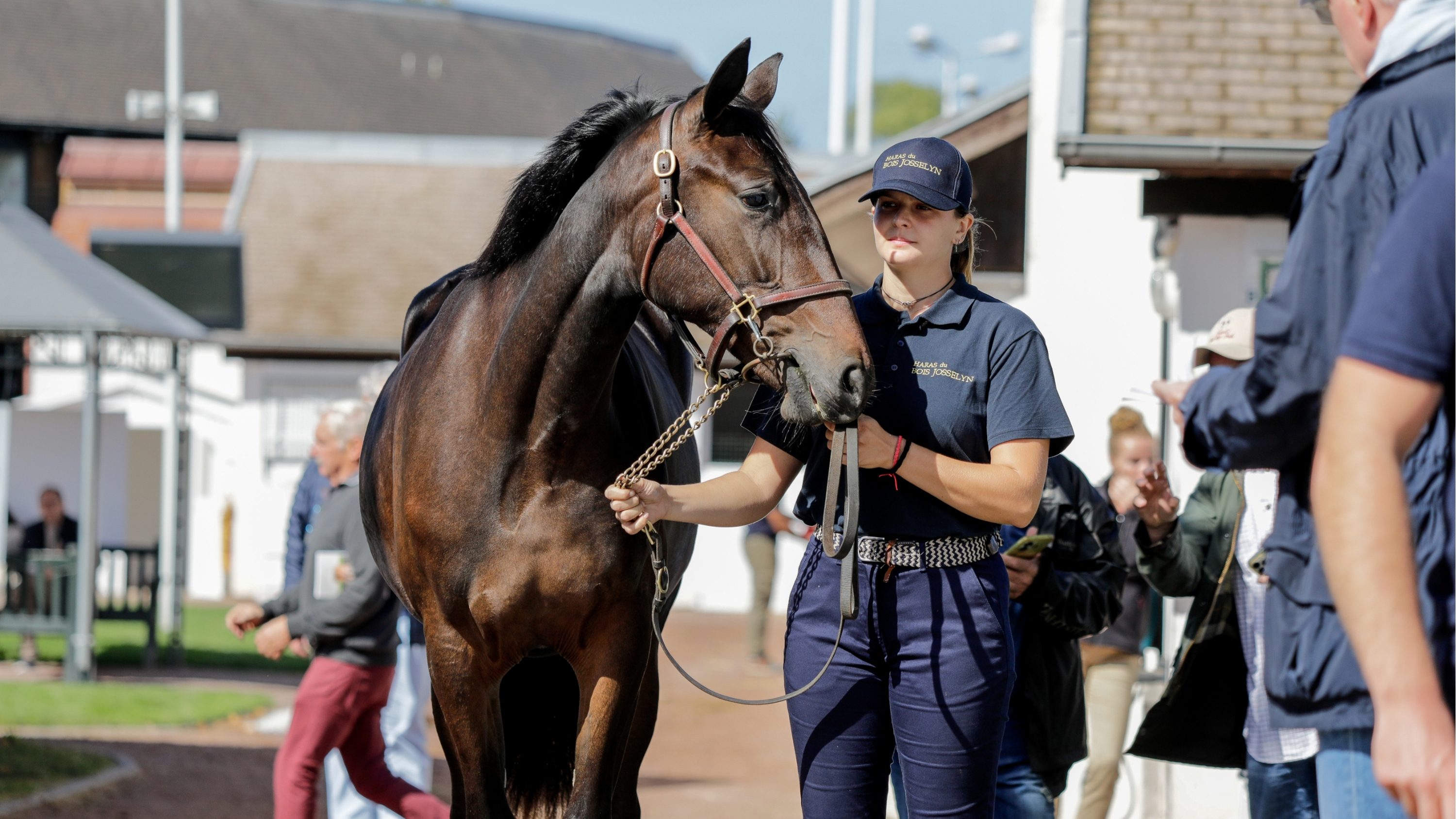 Osez Joséphine (Lot 132) - ©P.L - Province Courses