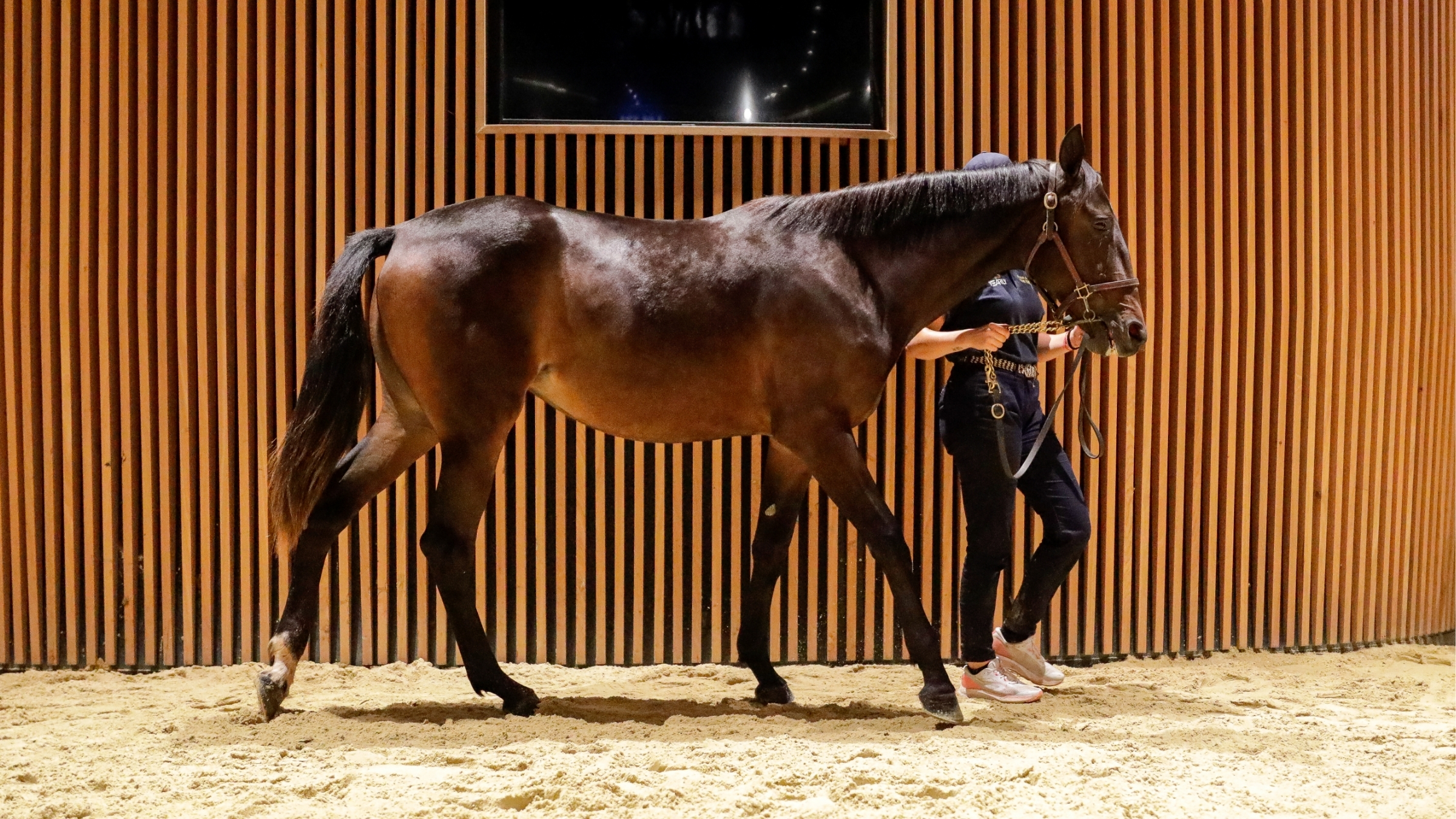 Osez Joséphine lors de son passage sur le ring - ©P.L - Province Courses