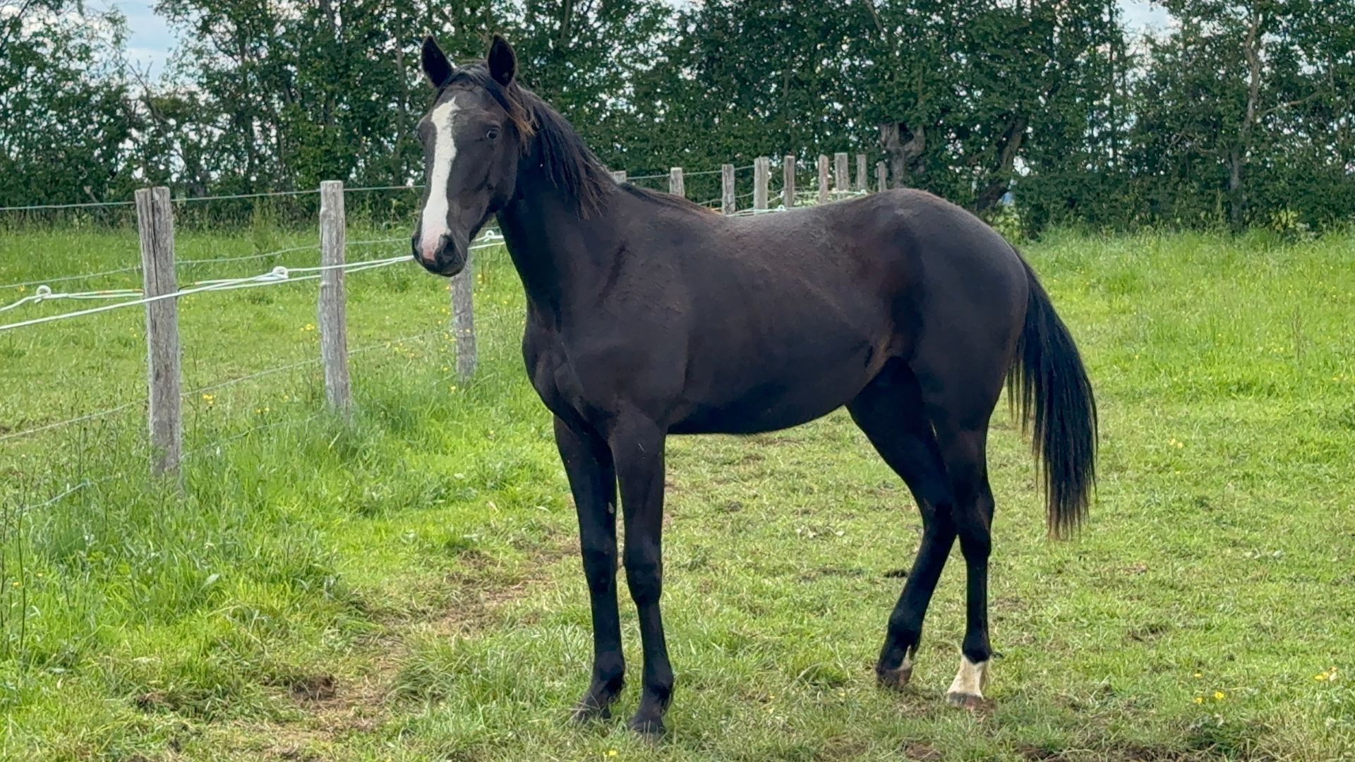 Petrus de Faël passera en vente chez Arqana Trot le 4 septembre (lot 491) - © DR