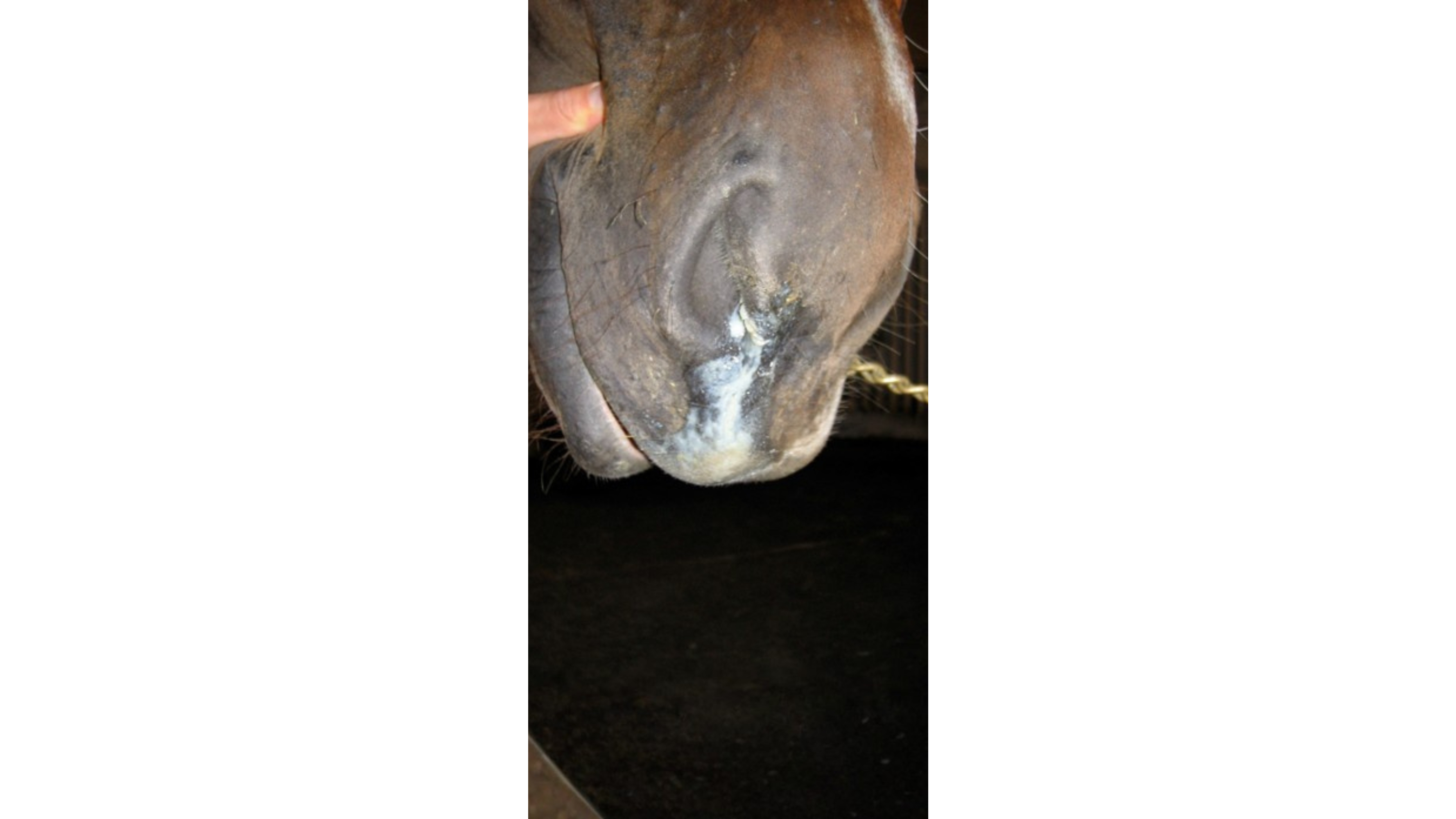 Photo 1 : poulain avec un  jetage nasal  - ©D.R