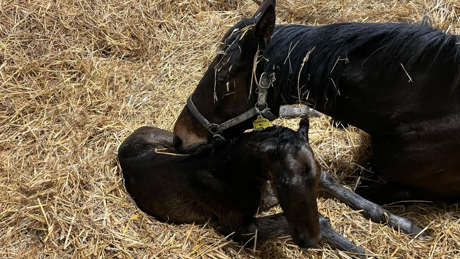 Flamme du Goutier avec son mâle de Royal Dream - ©D.R