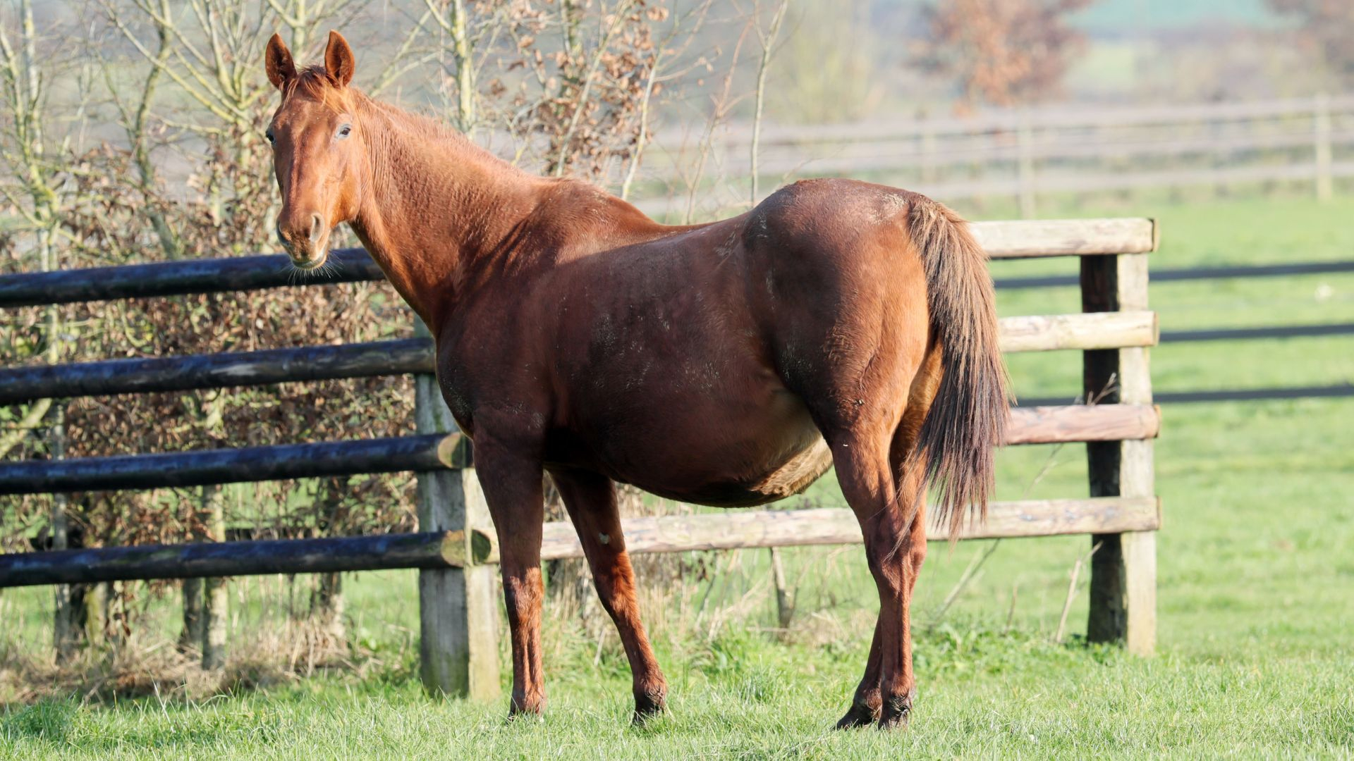 À terme courant février, Quoumba de Guez est pleine d'Idao de Tillard
