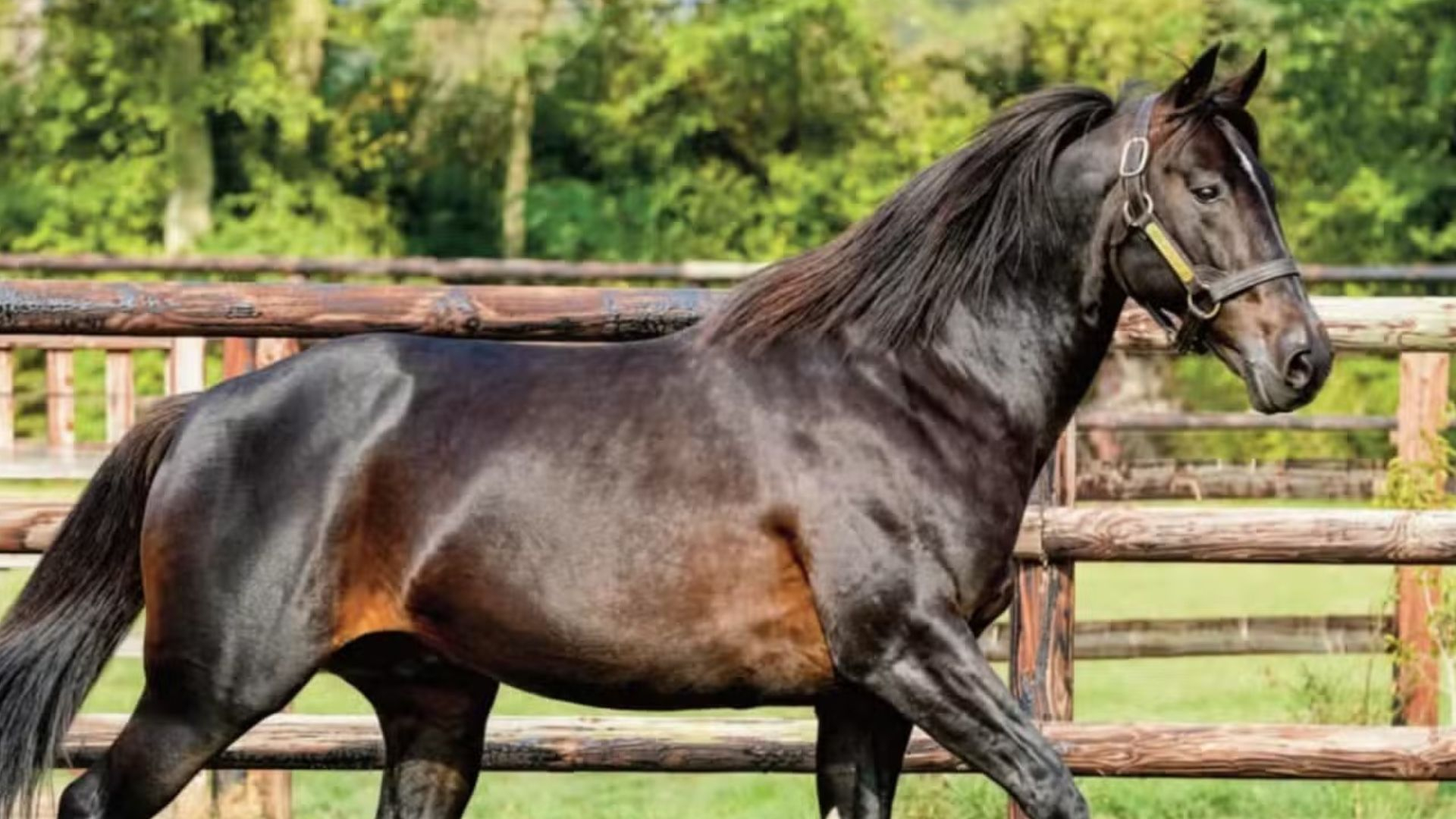 Ready Cash - © Haras de Bouttemont