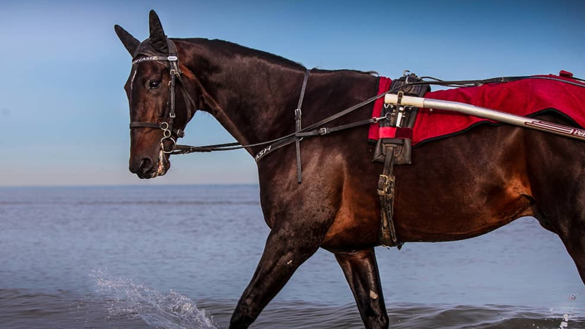 Ready Cash - © Haras de Bouttemont/Houdart - Ready Cash