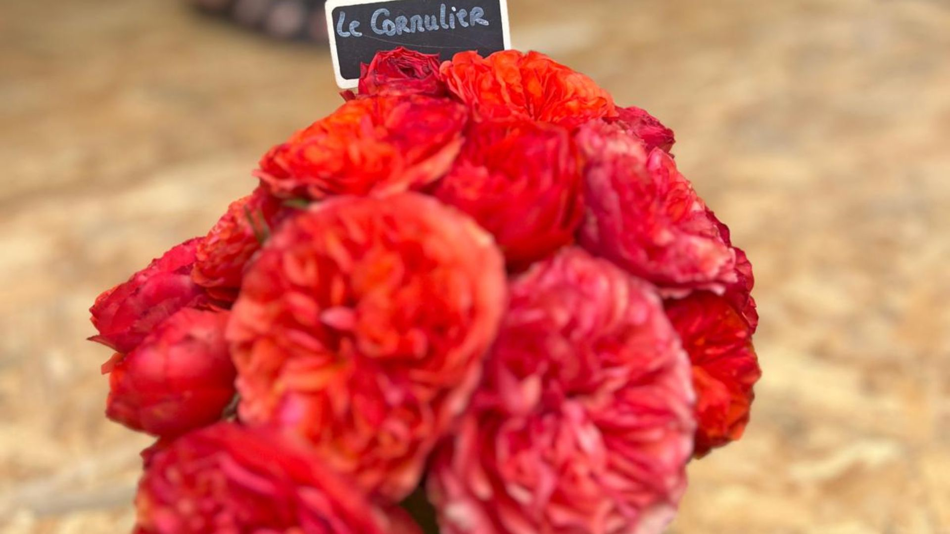 La rose Le Cornulier - © SETF