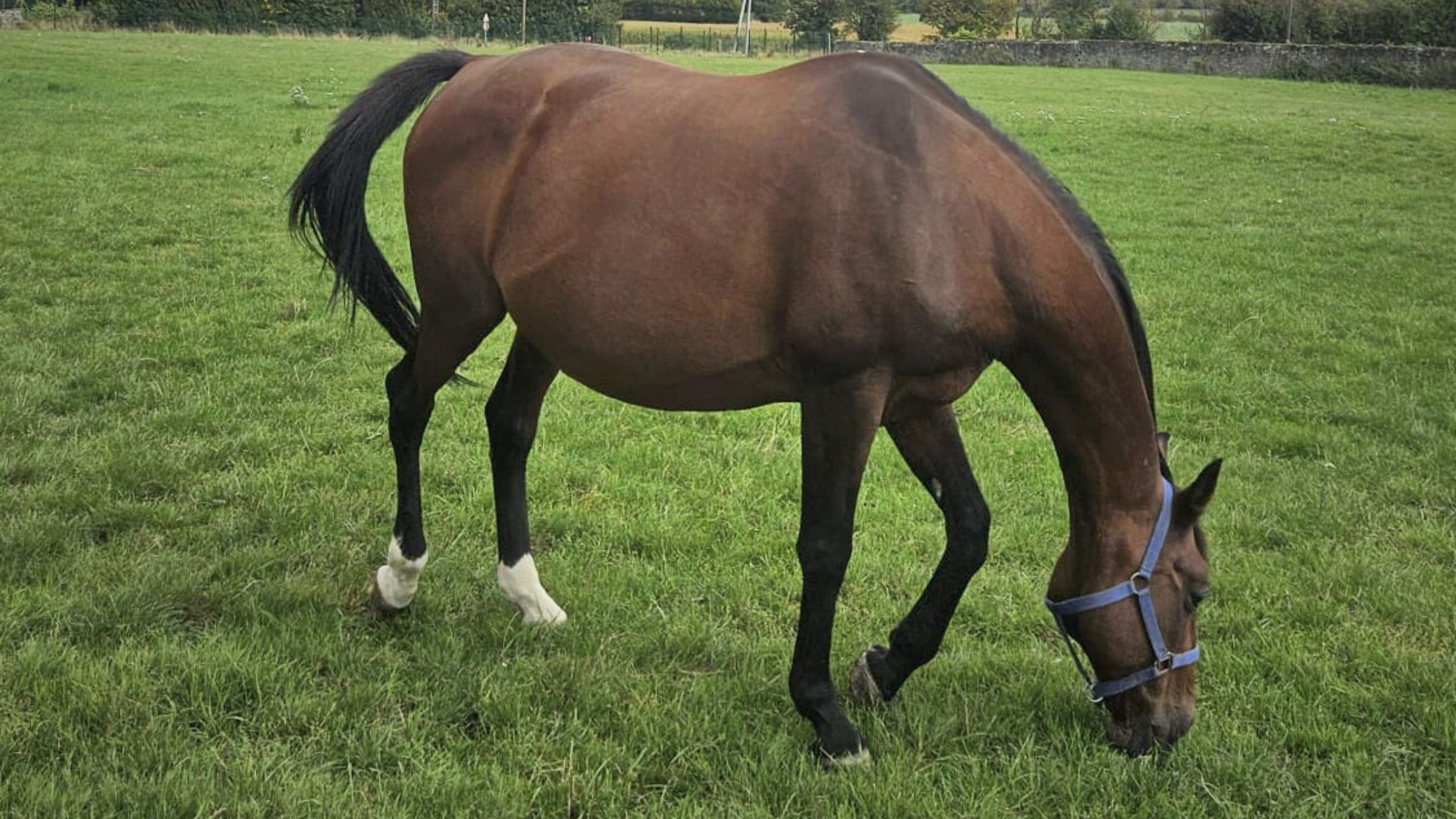 Scarlet Turgot, pleine de Face Time Bourbon, dans les herbages - © elevageturgot.com