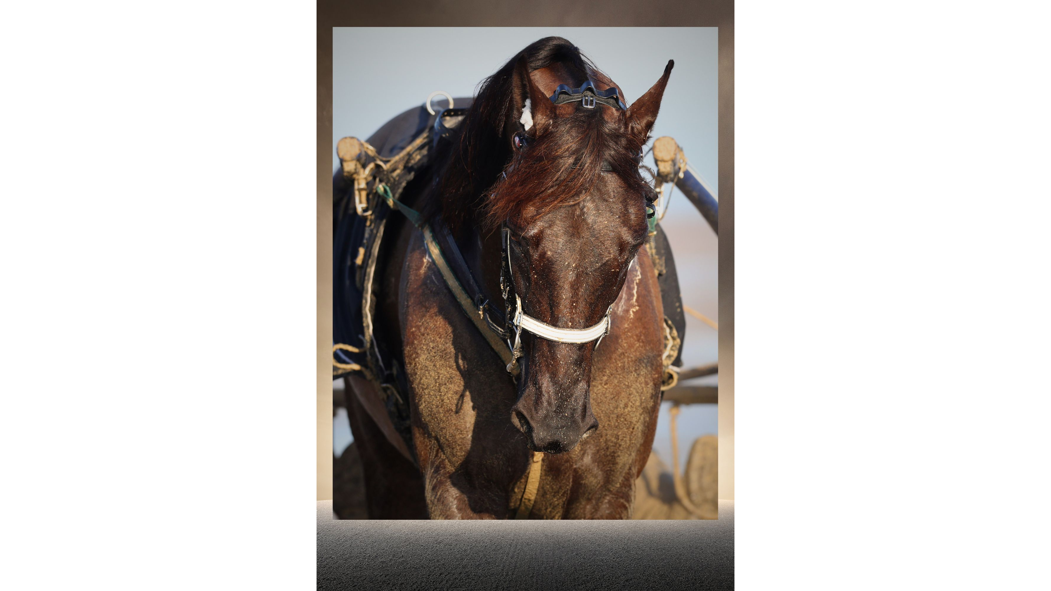 Justin Bold, au nom de la mer