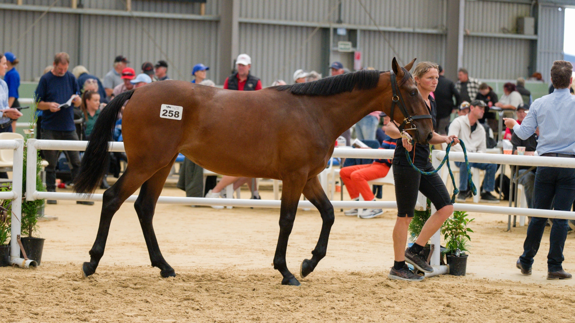 La pouliche top price des ventes néo-zélandaises - © NZB Standarbred