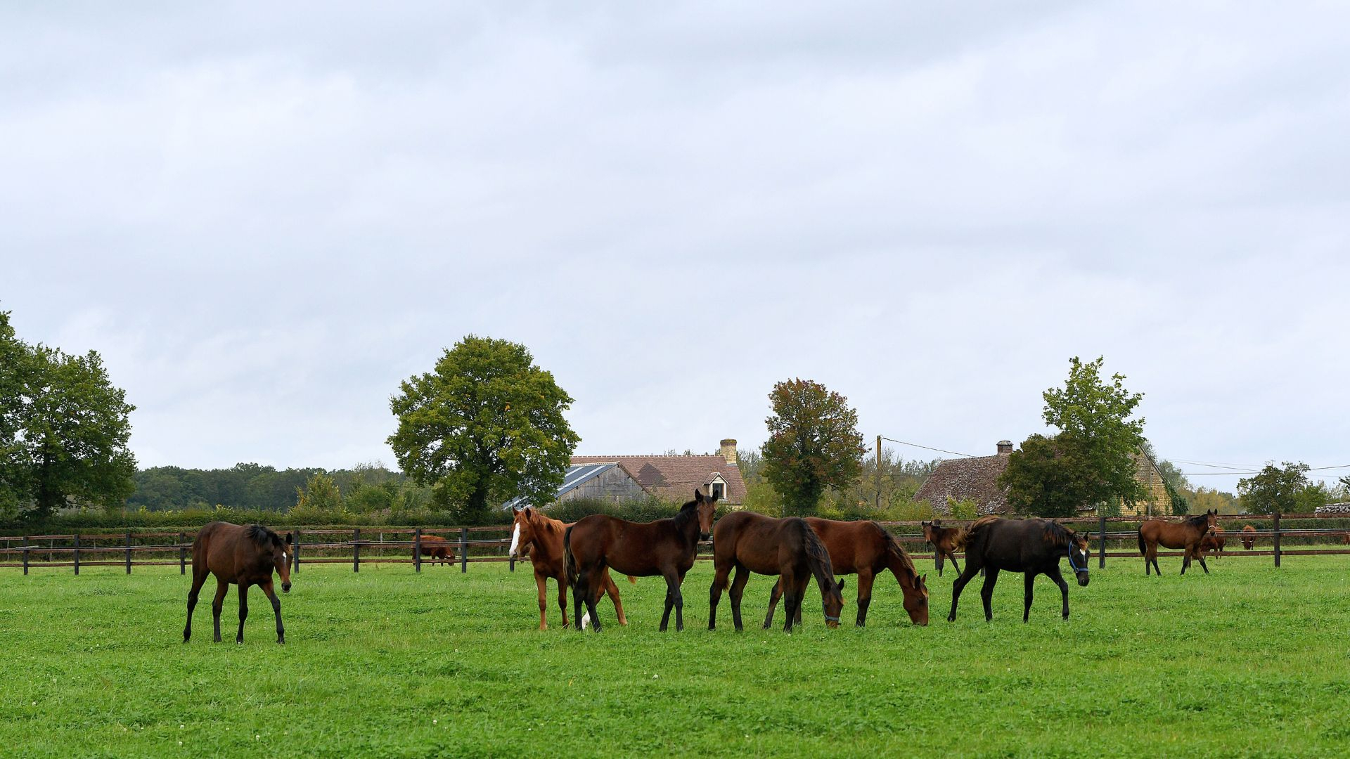 Poulains à l'herbage - © Mark Kentell